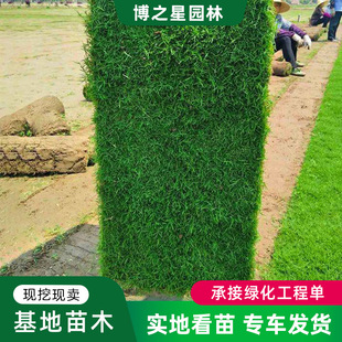 Turf real lawn with soil villa garden greening four seasons green fruit ridge grass Taiwan grass Manila grass skin wholesale