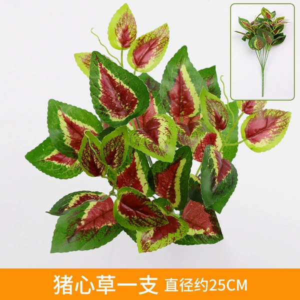 Cosmetic Pig Heart Cao