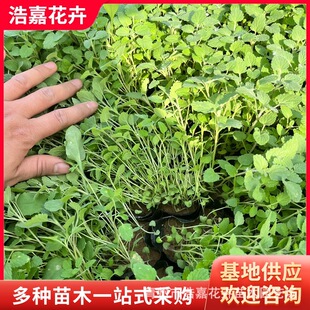 ���G�汭�� ���ݻ���������ľ�������^�޸����� С�������G��