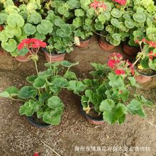 �ذ����ÿ����Ի��玧�����ļ��_�������������҃Ⱥ��B�Ļ���