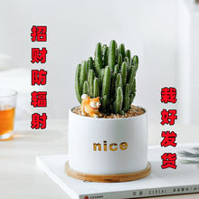 fɽƶֲﻨܾGֲ̨ļB׻Gֲ