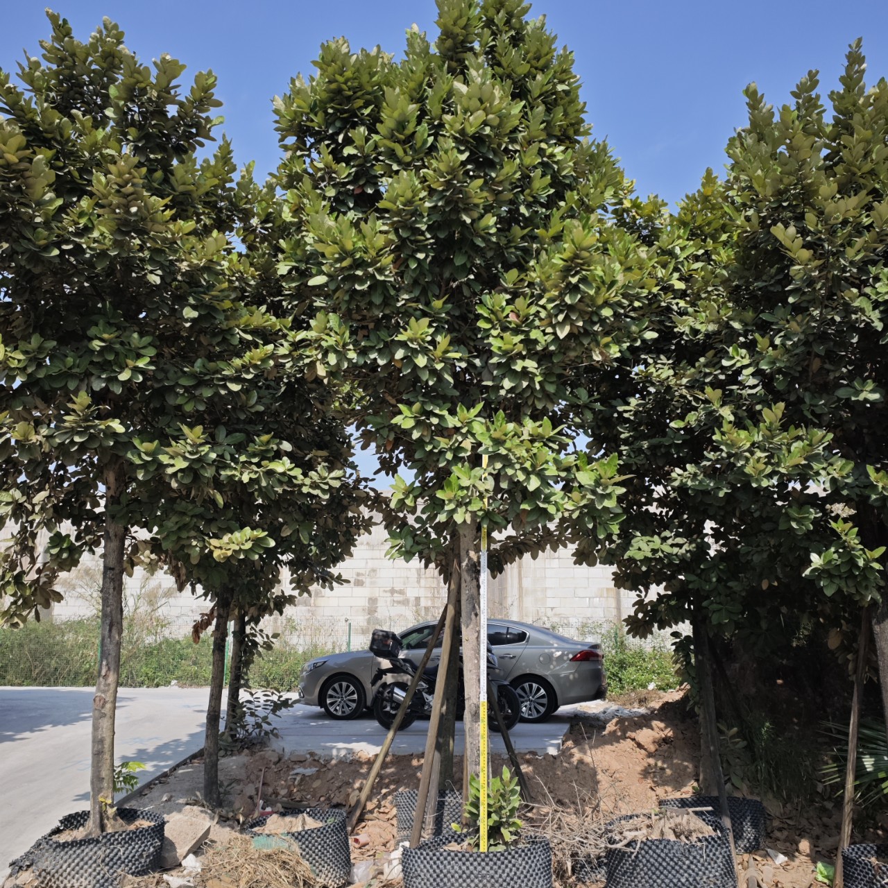 2412苗圃供应 银叶板根树 10-13cm容器苗 红树林乔木 湿地绿化