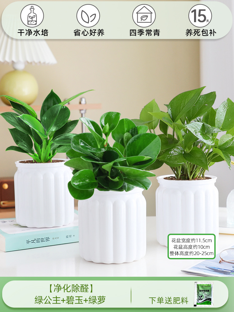 [정화 및 알데히드 제거] 그린 프린세스 + 재스퍼 + 포토스