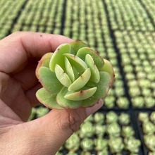 uҶ⾫xߙnֲM̨҃ͥԺ¶B