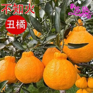 �Ĵ����٘��粻֪������������˹��������޽����Ә������