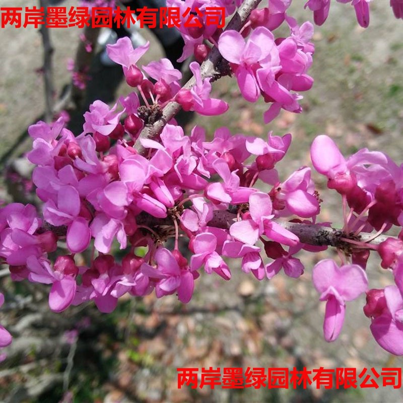 庭院绿化工程苗紫荆花_主图04