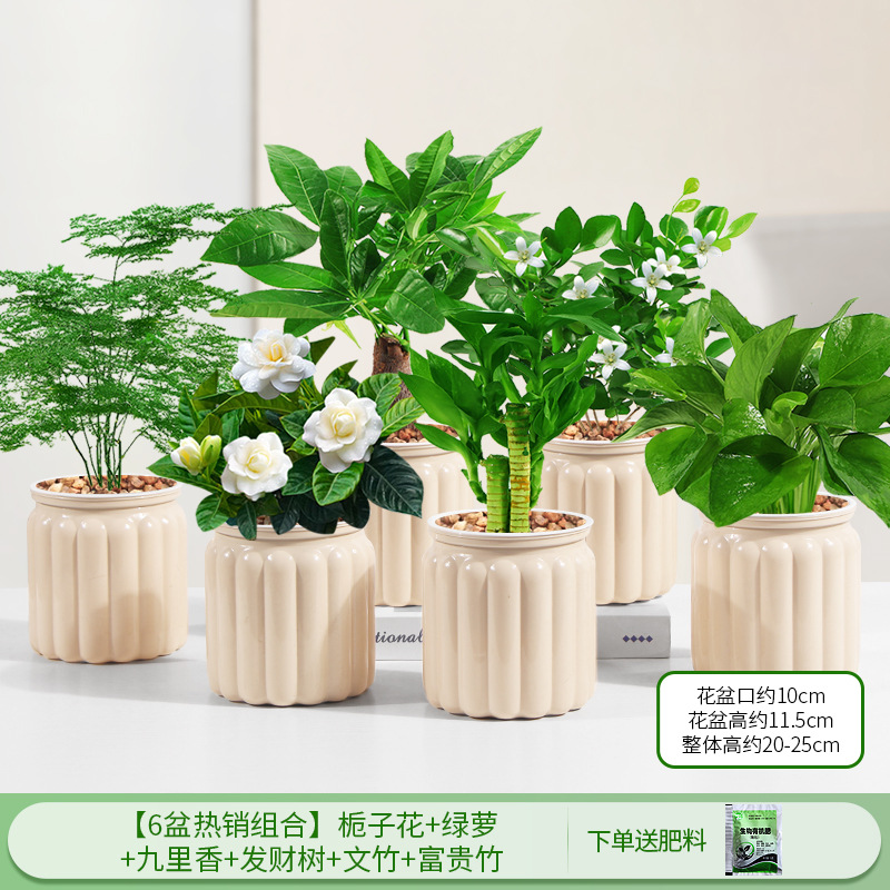 [6 화분 베스트 셀러 조합] 치자나무 + 청무 + 구리향 + 돈나무 + 아스파라거스 + 행운죽