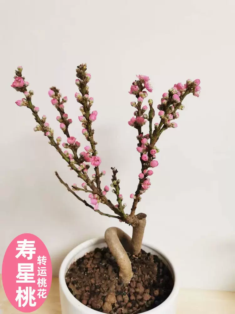 寿星桃桃花盆栽带花苞老桩苗重瓣树盆景室内外庭院真活苗桃花树苗
