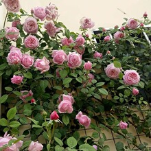 ���l����ֲ�ﻨ�������̨�ļ��_���Nޱ�����ٱ��¼��緱��