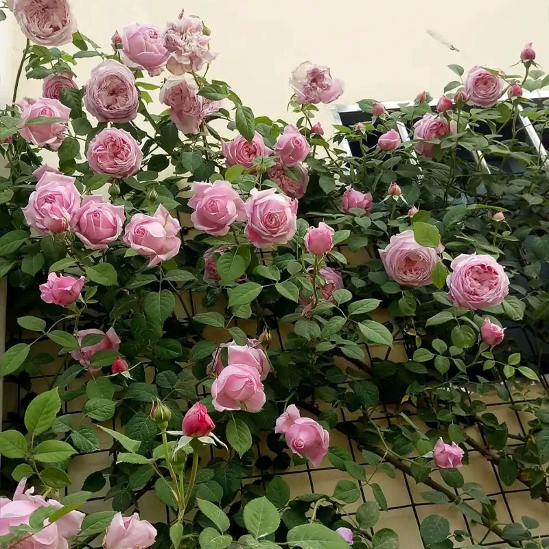 Оптовые поставки цветочных горшков с вьющимися растениями для балкона, четырехсезонные розовые рассады, вьющиеся розовые растения, цветы
