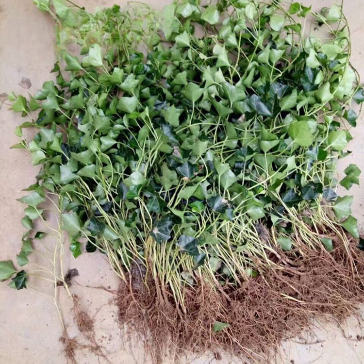 Base direct sales of Chinese ivy seedlings four seasons evergreen ivy climbing plants long green spider orchid balcony courtyard Base direct sales of Chinese ivy seedlings four seasons evergreen ivy climbing plants long green spider orchid balcony courtyard