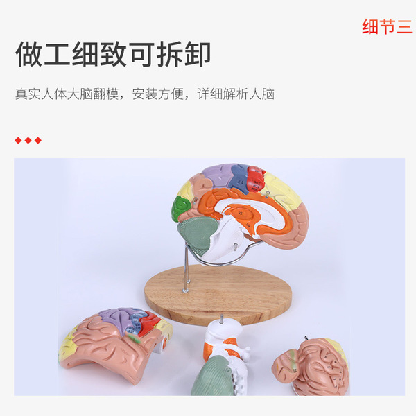 Brain model brain function regional color division model Human brain…