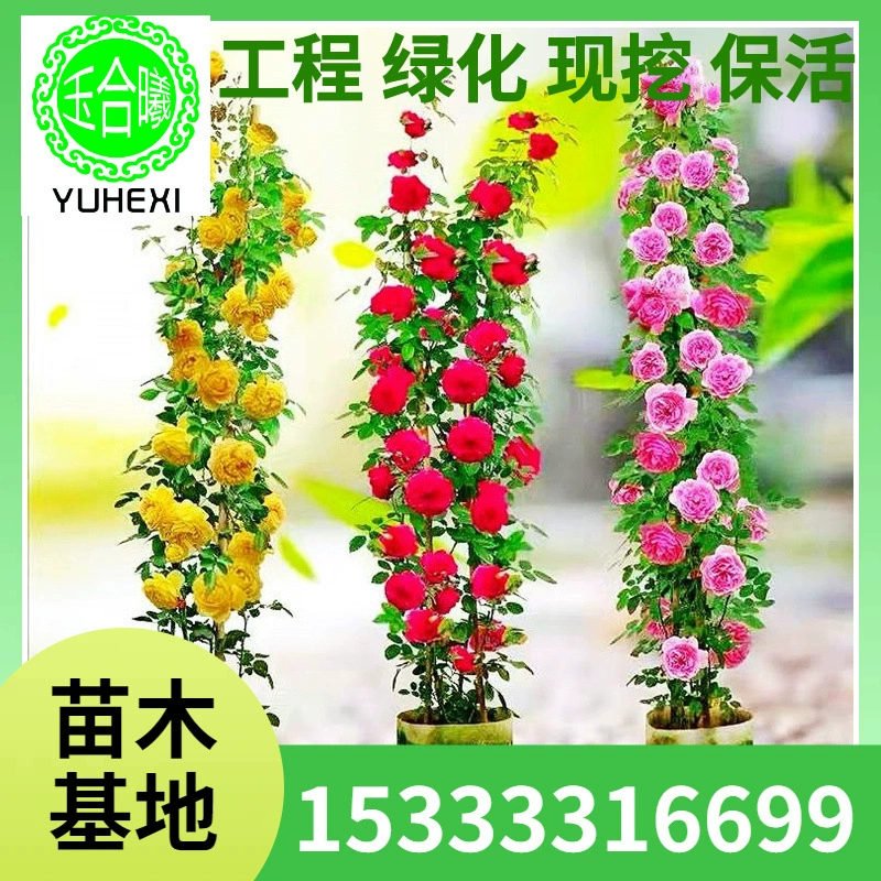 Большие рассады вьющихся роз, розовых арок, цветочных растений во дворе виллы, многокоробковых розовых рассад, Dragon Sand Gemstone