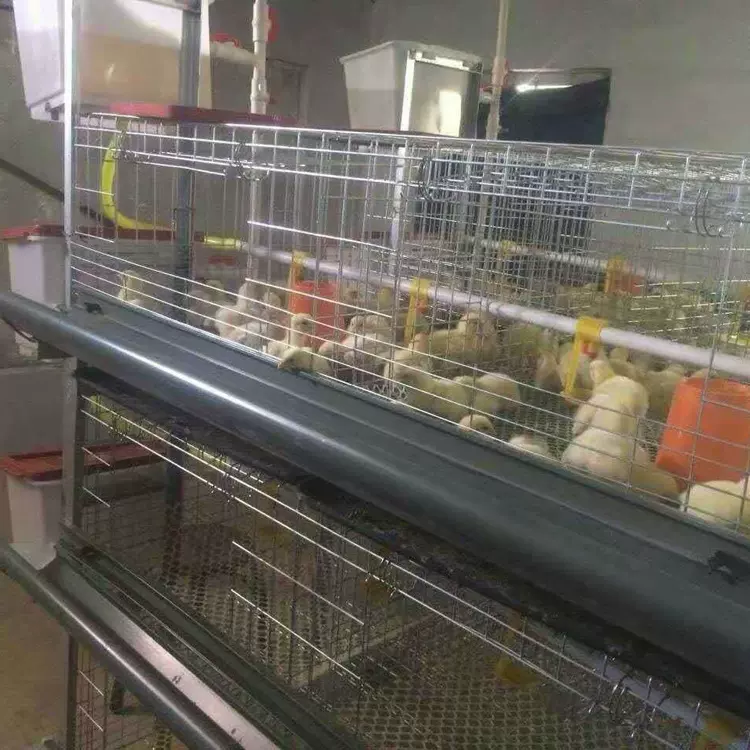 雏鸡育雏设备厂家鸡舍养殖厂H型四层可来图订购外贸安装便携