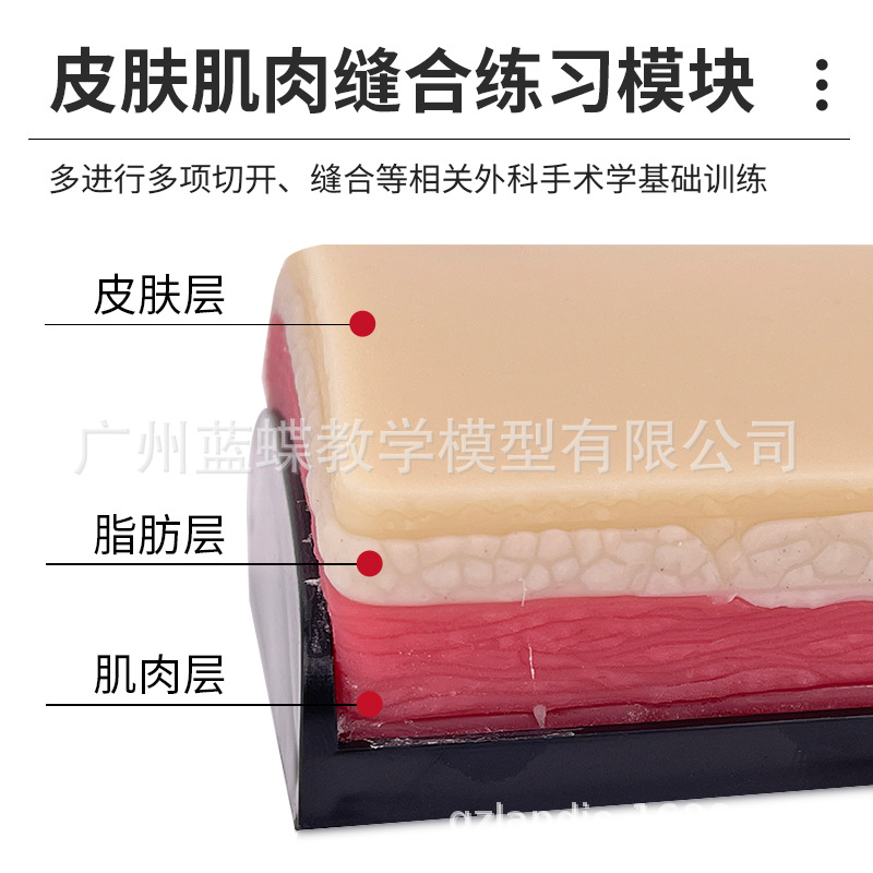 ����Ƥ�������ϰģ�� �轺Ƥ�� ע����ѵ��ҽѧ�����ϰ����