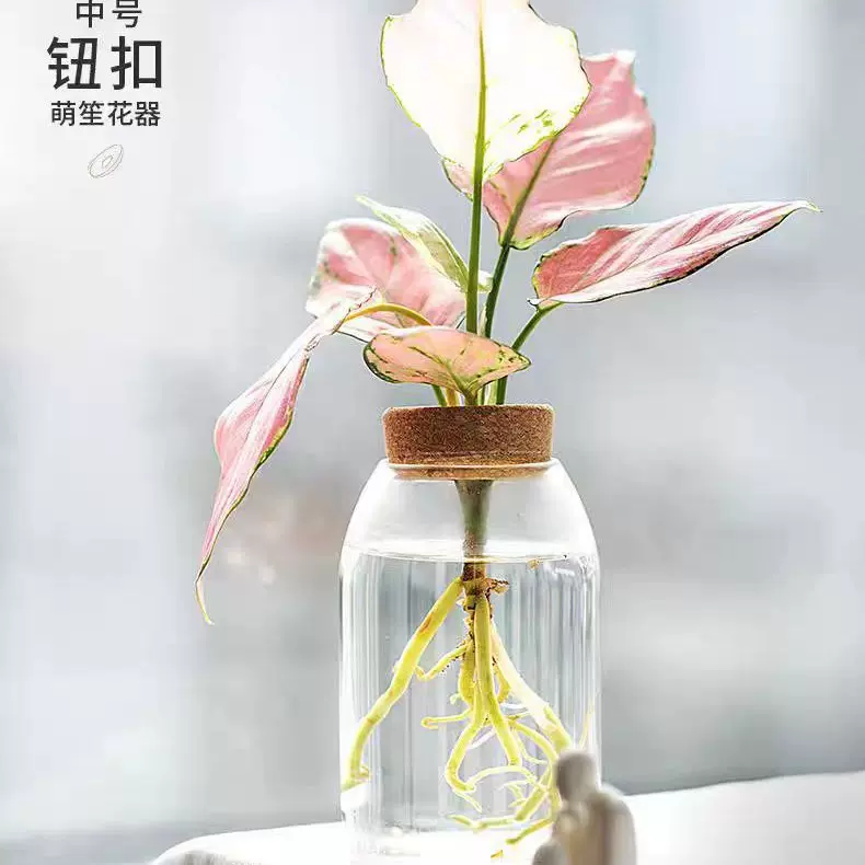 室内小盆栽水养办公室小花瓶澳洲铁树桌面水培植物瓶斗鱼生态瓶