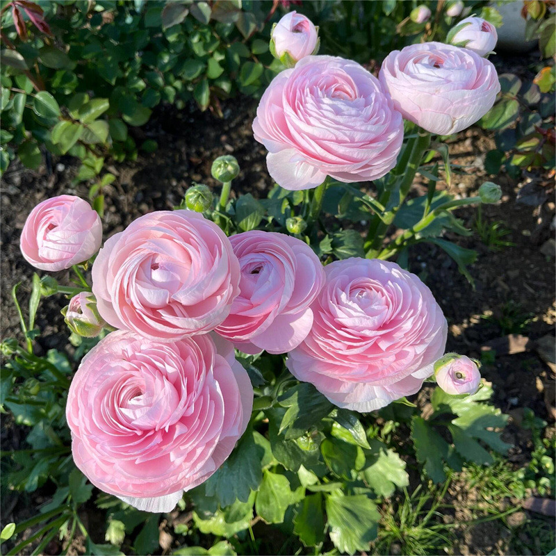 花毛茛盆栽重瓣洋牡丹花阳台庭院花卉绿植耐寒热包邮厂家速卖通