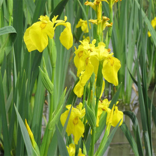 Yellow Flower Iris, Yellow Calamus, Aquatic Florals, Aquatic Plants, Fish Ponds, Pond Greening Plants, Yellow Calamus Seedlings