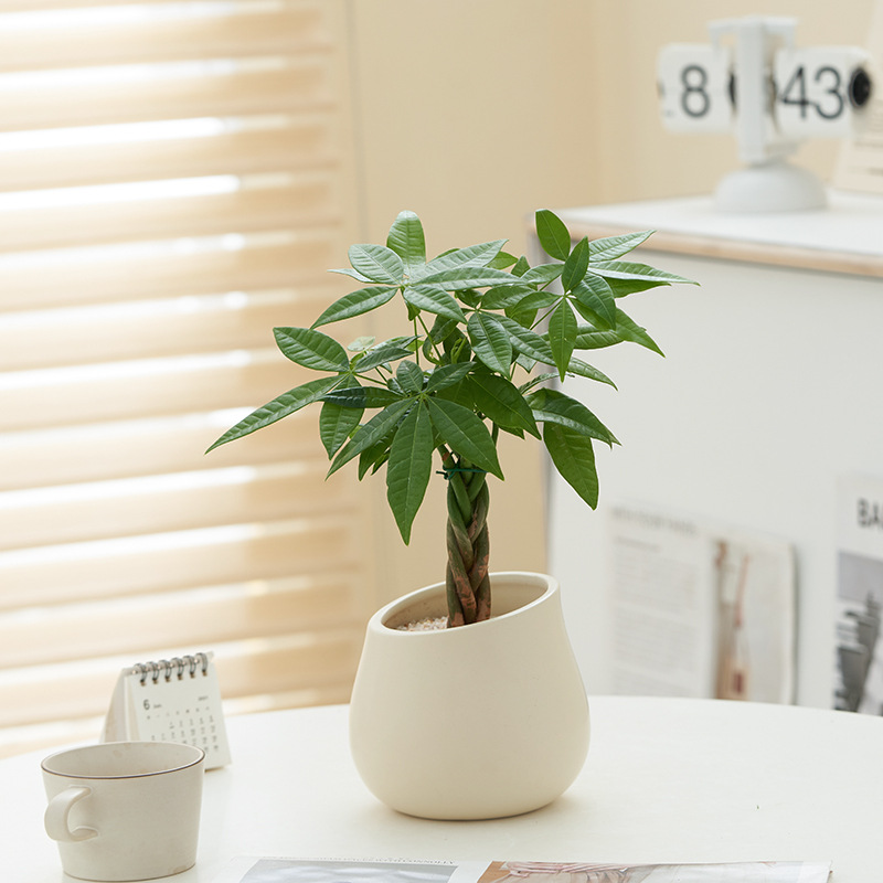 Money Tree Scandinavian Ins Jiuli Fragrant Green Plant Desktop Potted Florals Office Living Room Indoor Decoration Purify the Air