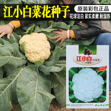 花椰菜种子白花菜 花椰菜种子白花菜品牌 图片 价格 花椰菜种子白花菜批发 阿里巴巴 花椰菜种子白花菜 花椰菜种子白花菜品牌 图片 价格 花椰菜种子白花菜批发 阿里巴巴