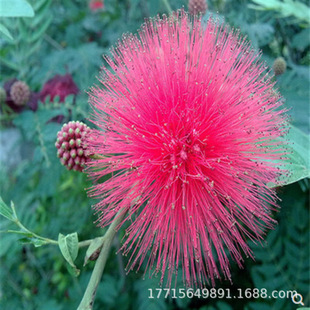 �Ϛg����ܽ�ؘ���q�����y�~��Ϛg�������ľͥԺ�ϱ����Nֲ����