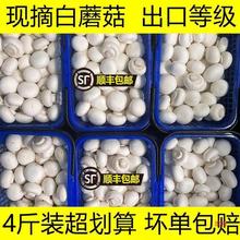 口蘑菇现摘现发新鲜白蘑菇双孢菇口菇时食用菇