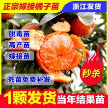 橘子树苗砂糖橘苗金桔子苗橘子苗盆栽地栽柚子橙子果树苗当年结果