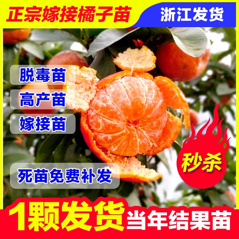 橘子树苗砂糖橘苗金桔子苗橘子苗盆栽地栽柚子橙子果树苗当年结果