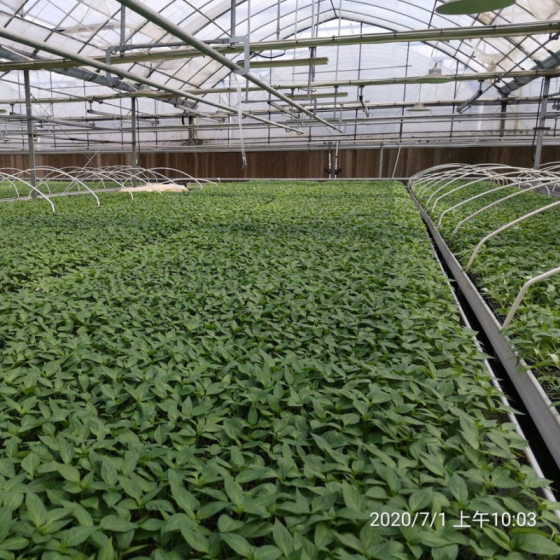 1 general nutrient soil vegetables fleshy strawberry flower planting vegetables cultivation green seedling substrate wholesale generation