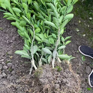Taizhou Huangyan Seedless Tangerine Saplings Bare Roots Without Soil Balls Have Been Grafted Seedless Tangerine Saplings Orange Tree Seedlings