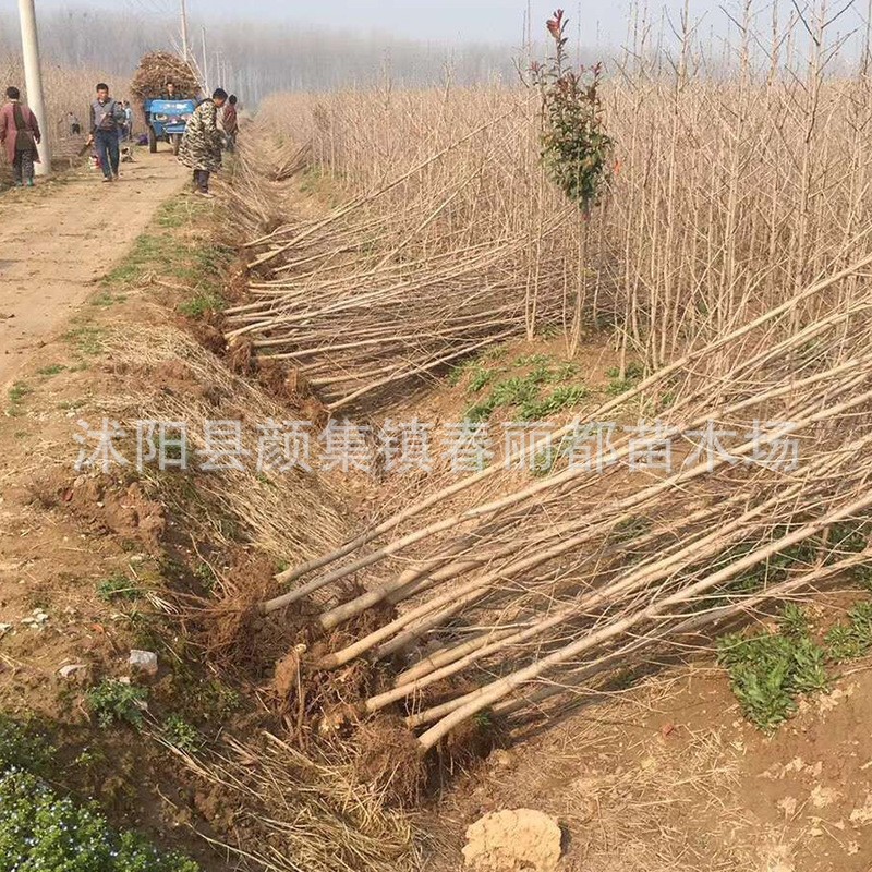 庭院植物行道绿化苗木落叶性美观园林植物乔木银杏树苗白果小苗