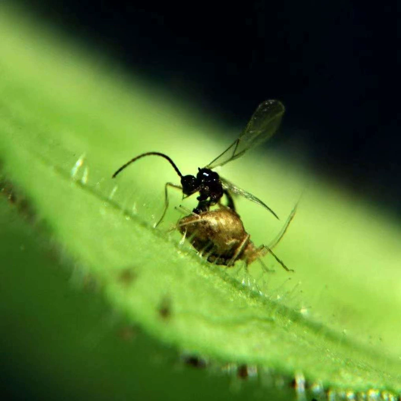  Aphid cocoon aphid parasitic natural enemy Insect scientific research Insect small classroom use of scientific research insects