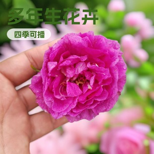 �༾÷  �༾��õ �ļ���õ �ļ�õ�� �S��õ  �I�B �t��õ �t��