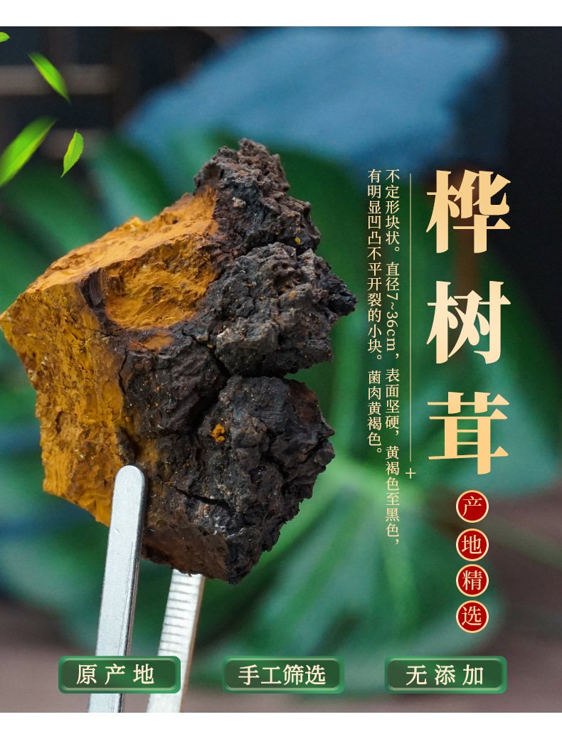 Wild Chaga Mushroom Raw Chunks 40g Long White Mountain Inonotus obliquus Herbal Tea specifications