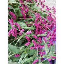 ��t�ηN�Ӽt��ȇ�����ȹ�β�ɻ�Ұ���t���в�ș�ĺ�ޤ��ޤ������