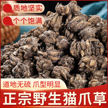 猫爪草中药材散结节茶250/100g猫爪草官方旗舰店正品水洗新货猫爪