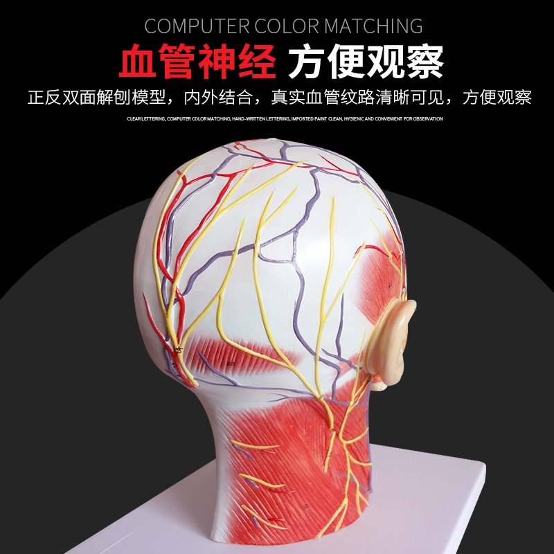 ҽѧ ͷ������ʸ״���渽Ѫ����ģ�� �沿ģ�� ͷ������ģ��