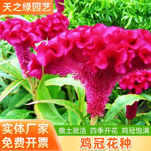 �u�ڻ��N�����ļ����N�_������ͥԺ�ͺ��͟�t�Pβ�����绨������