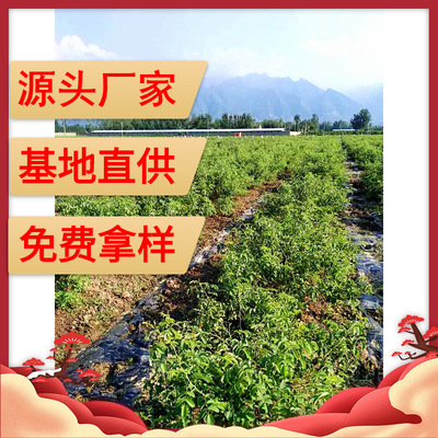 渭南秦沐香保加利亚大马士革月季玫瑰种苗木分株苗两年生