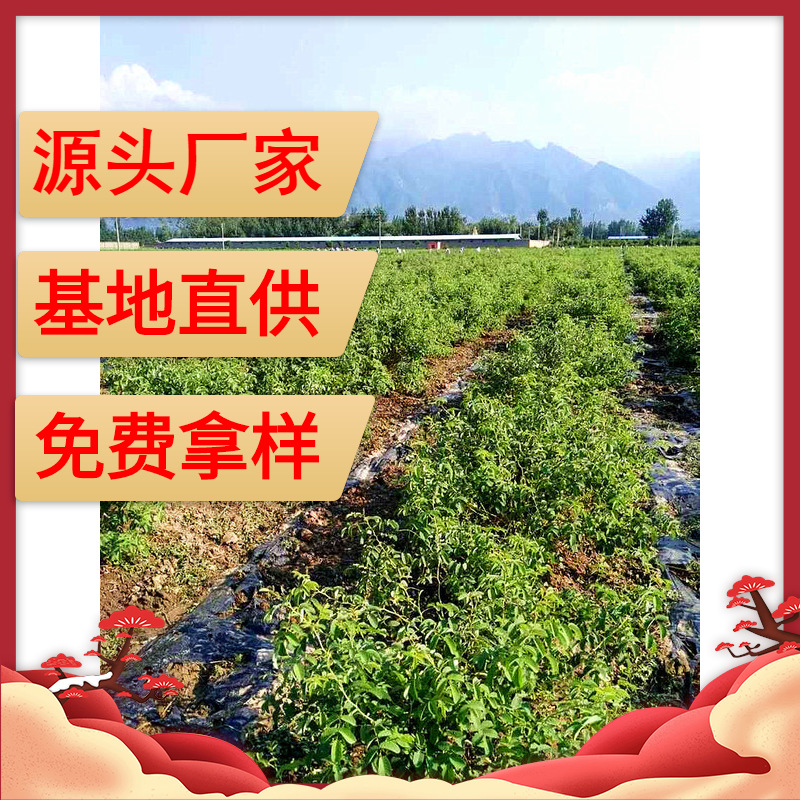 渭南秦沐香保加利亚大马士革月季玫瑰种苗木分株苗两年生