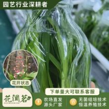 切花文心兰 0811 三色鸟瓶苗组培苗易存活室内外盆栽花卉量大价优