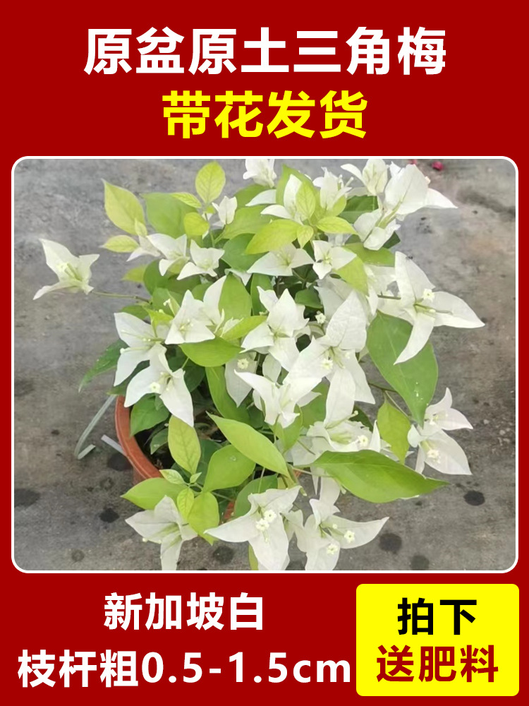 싱가포르 흰색 모종 약 45cm [사계절 내내 꽃이 핀다] (꽃이 담긴 원래 화분에 담겨 배송)