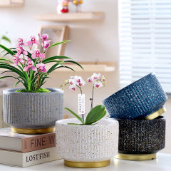 一件代發花盆陶瓷帶托盤家用多肉花盆蘭花專用花盆大號