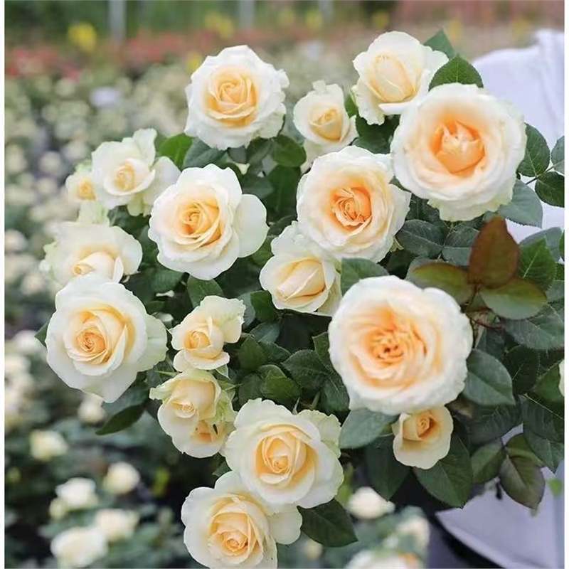 四季咲きのバラの花苗、特大の花つる苗、屋内外のバルコニー鉢植えバラ|undefined