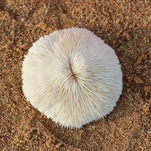 白珊瑚圆形海菊花海蘑菇贝壳鱼缸造景道具装饰品摆件水晶消磁