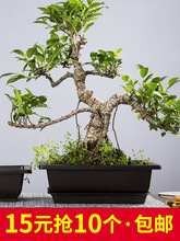 生石花花盆塑料仿紫砂多肉盆长方形加厚磨砂播种育苗盆棕色盆景盆