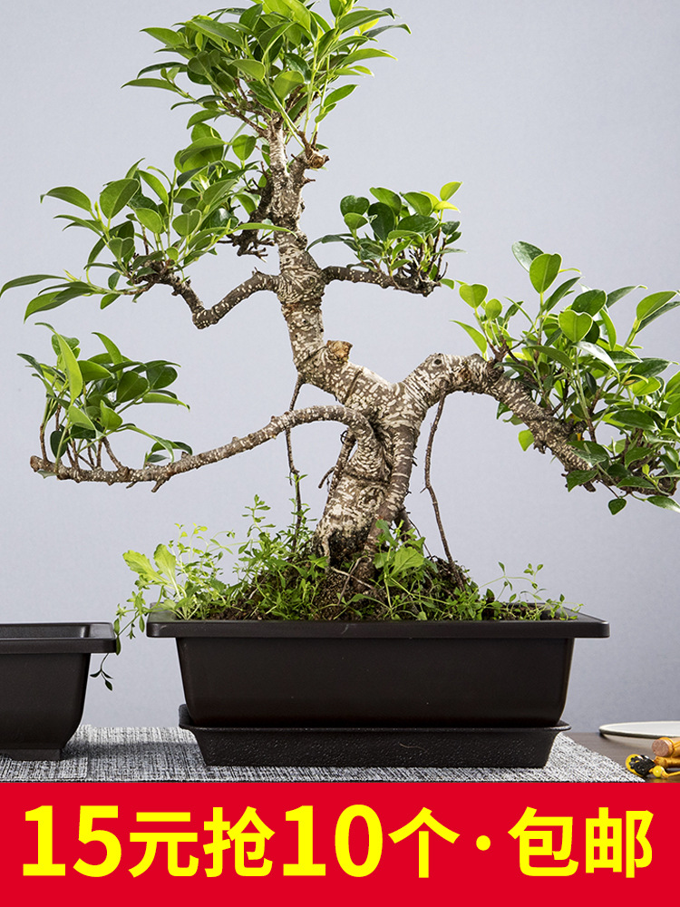 生石花花盆塑料仿紫砂多肉盆长方形加厚磨砂播种育苗盆棕色盆景盆