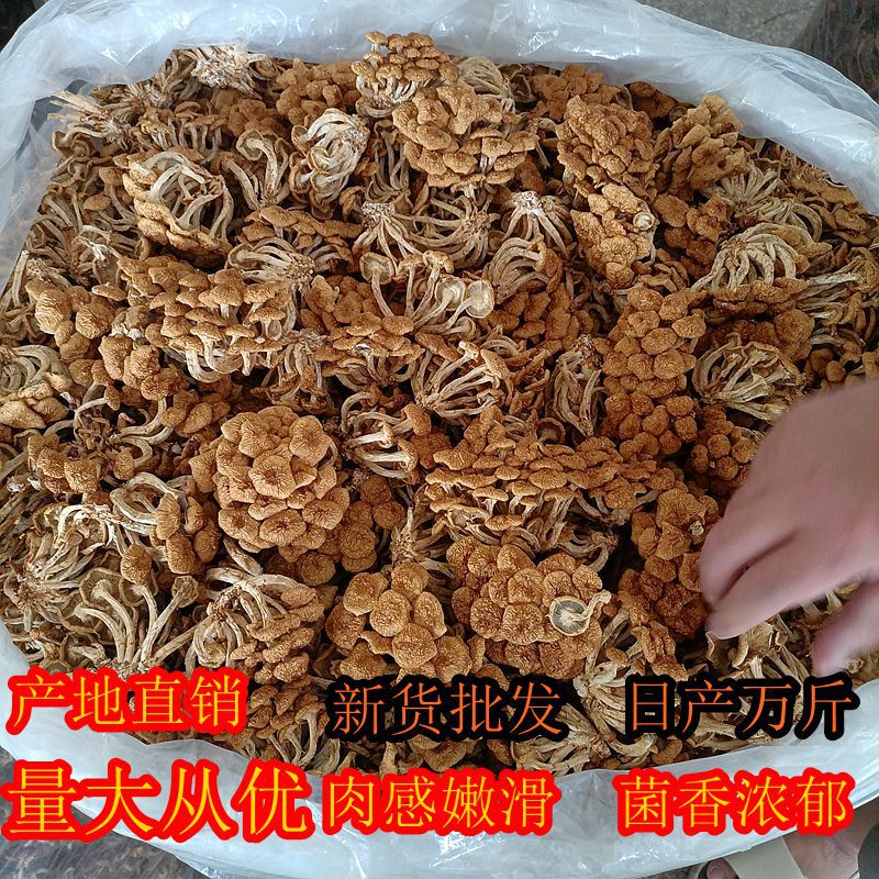 【产地直发】古田滑子菇干货批发 食材菌菇炖汤炒菜滑菇