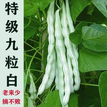 ܿρٷNӸ߮aײϱ߲ܿժļN