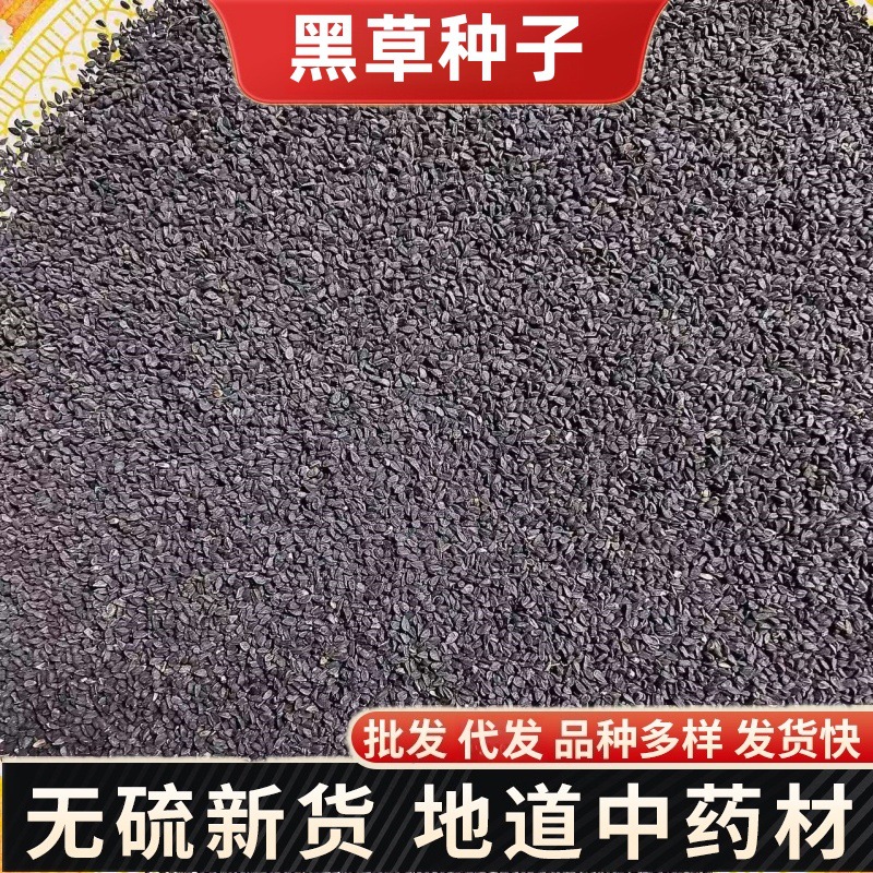 Black Cumin Seed (Nigella sativa) — Xinjiang Black Seed, 500g Food Herb overview
